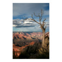 Grand Canyon Tree posters by MoofAttack Grand Canyon Tree posters