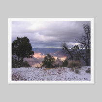 Grand Canyon Trees Postcard