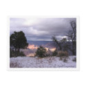 Grand Canyon Trees Postcard