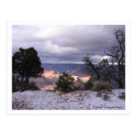 Grand Canyon Trees Postcard