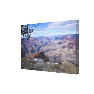 Grand Canyon Vista 3 wrappedcanvas