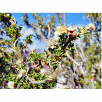 Grand Canyons Cliffs Hills Valleys Flowers photo sculptures