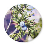 Grand Canyons Junipers Berry Berries Magnet