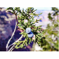 Grand Canyons Junipers Berry Berries photo sculptures