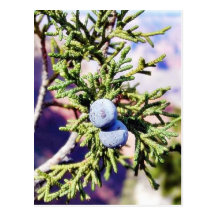 Grand Canyons Junipers Berry Berries Post Cards