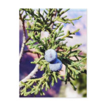 Grand Canyons Junipers Berry Berries postcards