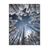 Grand Cypress postcards by pageandturner Grand Cypress postcards