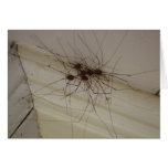 grand daddy long legs spider gifts card