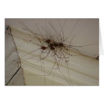 grand daddy long legs spider gifts card