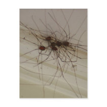 grand daddy long legs spider gifts postcard