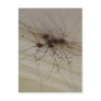 grand daddy long legs spider gifts postcard