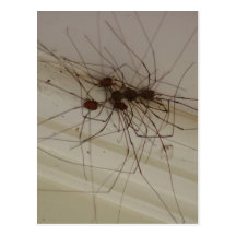 grand daddy long legs spider gifts postcard