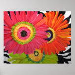 Grand Gerber Daisies Print