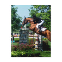 Grand Prix Horse Postcards