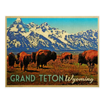 Grand Teton Wyoming Buffalo Post Card