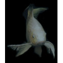 Grand White Koi T-Shirt by Mindspins Grand White Koi T-Shirt