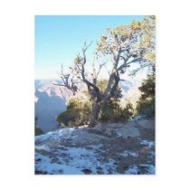 GrandCanyon-View#11 Postcard