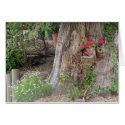 grandfather's garden II cards by sumiko grandfather's garden II cards