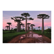 Grandidier Baobab Forest Poster posters by funny_tshirt Grandidier Baobab Forest Poster posters