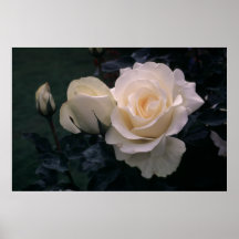 Grandiflora Rose Mount Hood Posters