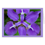Grandma's Cali Iris Card II