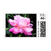 Grandmas Pink Rose-Stamp by Mikale2008 Grandmas Pink Rose-Stamp