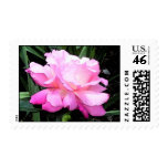 Grandmas Pink Rose-Stamp