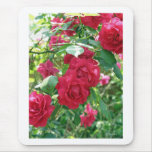 Grandma's Rose Bush Mouse Pads