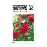 Grandma's Rose Bush postage