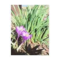 Grandma's Spring Garden postcards