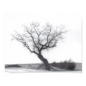 grandma's tree posters