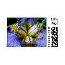 grandmothers iris digital print copy postage by thumpa652001 grandmothers iris digital print copy postage
