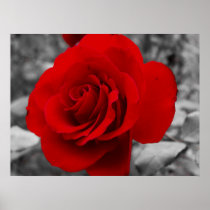 Grandmother's Rose Posters