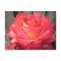 Grandpa's rose postcards