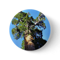 Grant Trees Sequoias Bark Branches Buttons