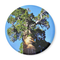 Grant Trees Sequoias Bark Branches Magnet