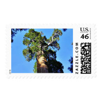 Grant Trees Sequoias Bark Branches Postage