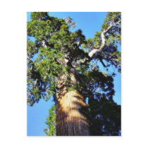 Grant Trees Sequoias Bark Branches Postcard