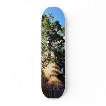 Grant Trees Sequoias Bark Branches Skateboard