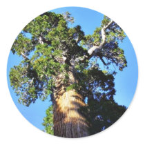 Grant Trees Sequoias Bark Branches Round Sticker