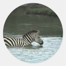 Grant's Zebra - Crossing Round Sticker