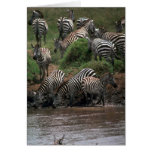 Grant's Zebra - Drinking Cards