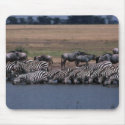 Grant's Zebra - Drinking mousepads