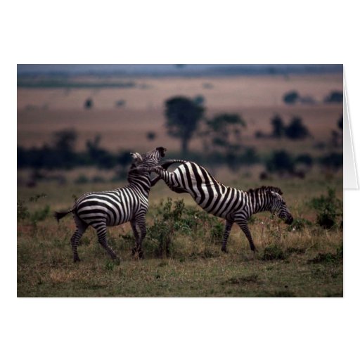 Grant's Zebra - Fighting Greeting Cards