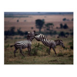 Grant's Zebra - Fighting Postcards
