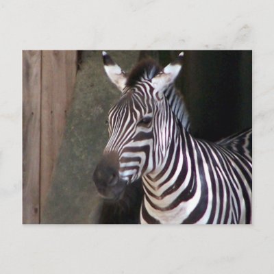grants zebra post card