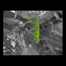 Grape Arbor posters
