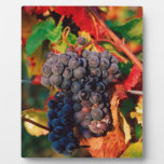 Grape Cluster Display Plaque