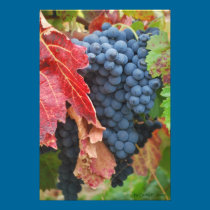 Grape Harvest photography