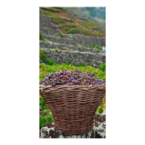 Grape harvest custom photo card